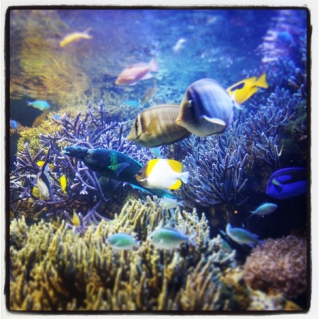 2014-05-09-13-22-35_deco