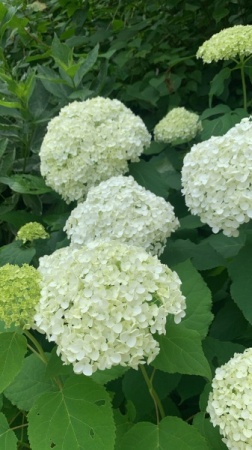 DC674EDE-B0CF-4173-9E08-9C00DEF05E5D