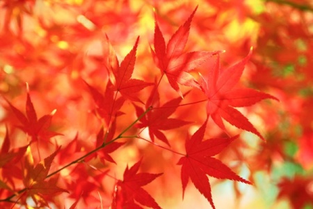 free-photo-autumn-leaves-beiz-l06342